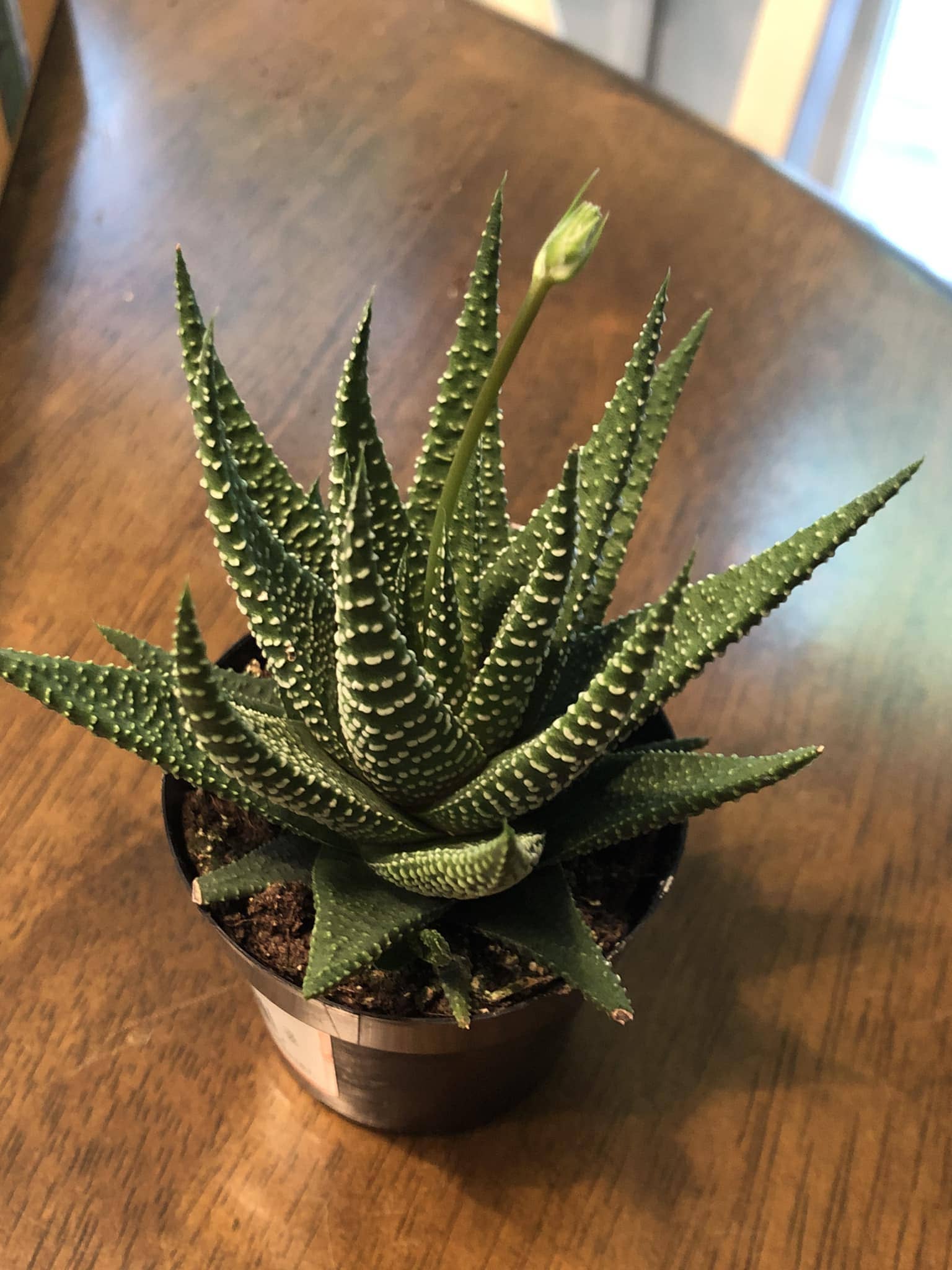 10 Succulents That Beautifully Bloom in Shade