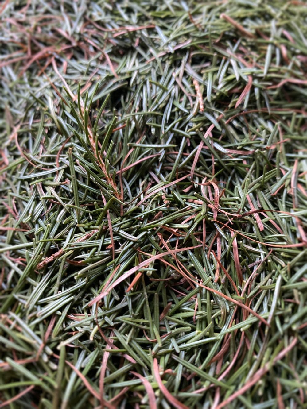 Why Pine Needles Are the Best Mulch for Blueberries