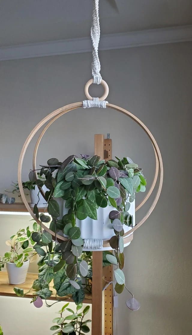 Hoya curtisii