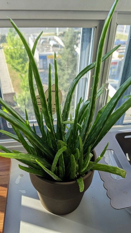 Why Your Aloe Vera Isn’t Flowering And How to Fix It