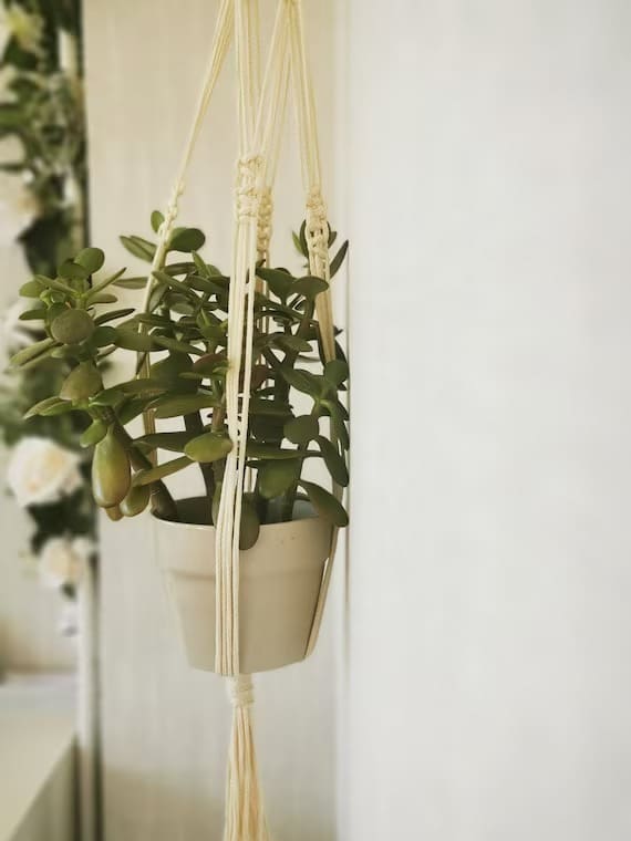 20 Hanging Plants That Look Amazing from the Ceiling