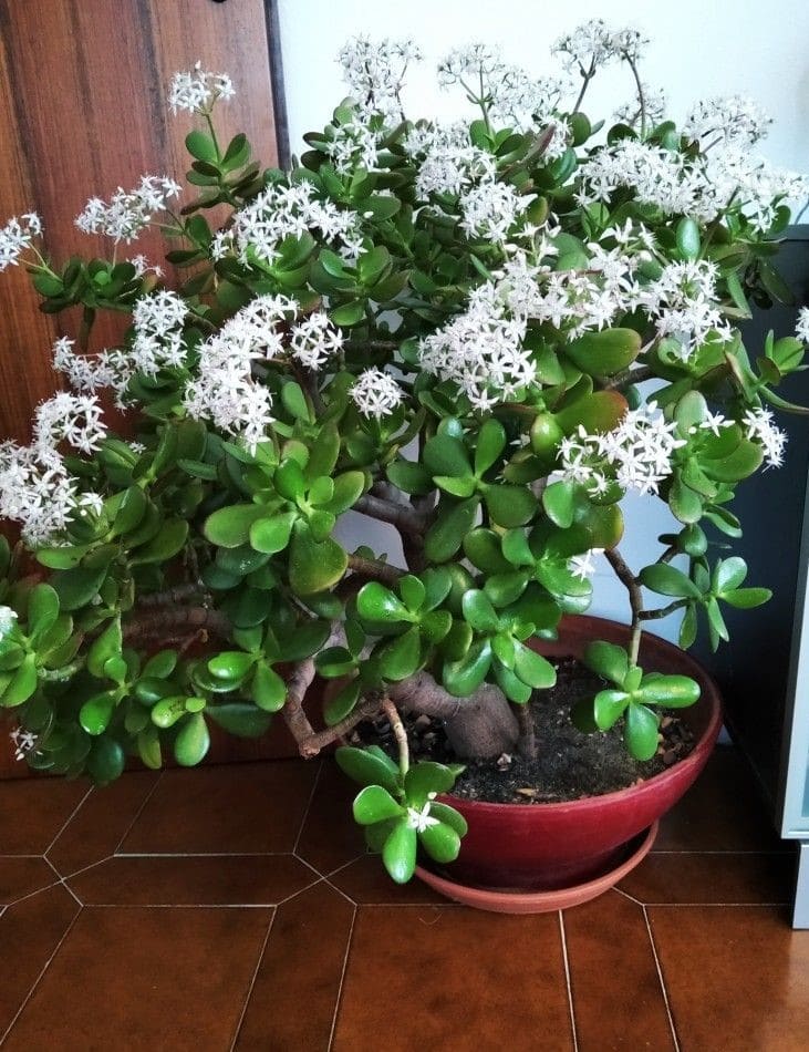 10 Succulents That Beautifully Bloom in Shade