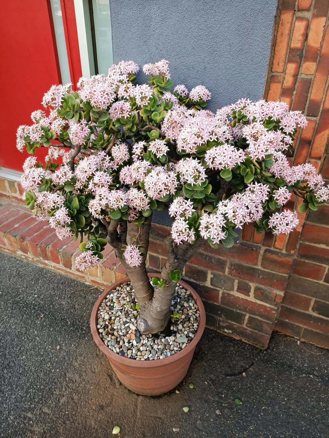 10 Fascinating Things You May Not Know About Jade Plants