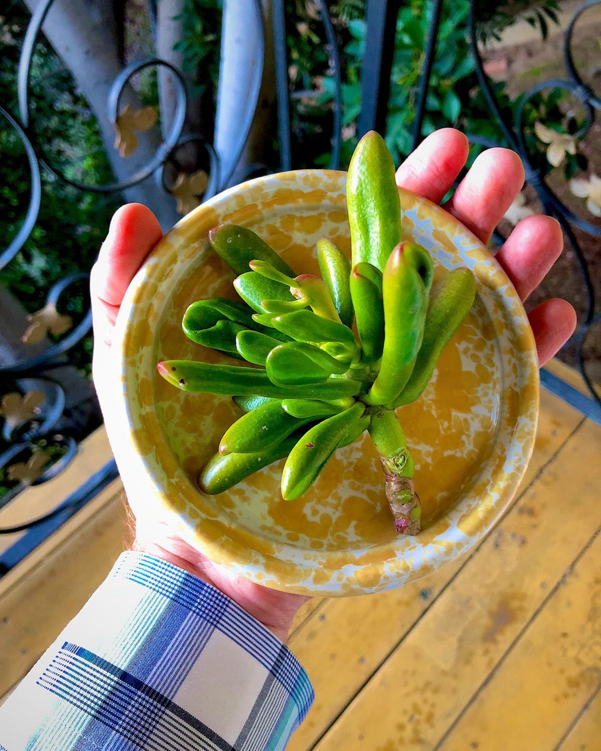10 Fascinating Things You May Not Know About Jade Plants