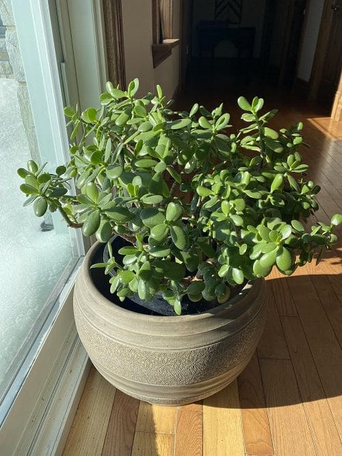 10 Fascinating Things You May Not Know About Jade Plants