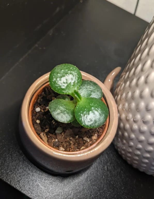 10 Beautiful Round-Leaf Houseplants to Brighten Your Home