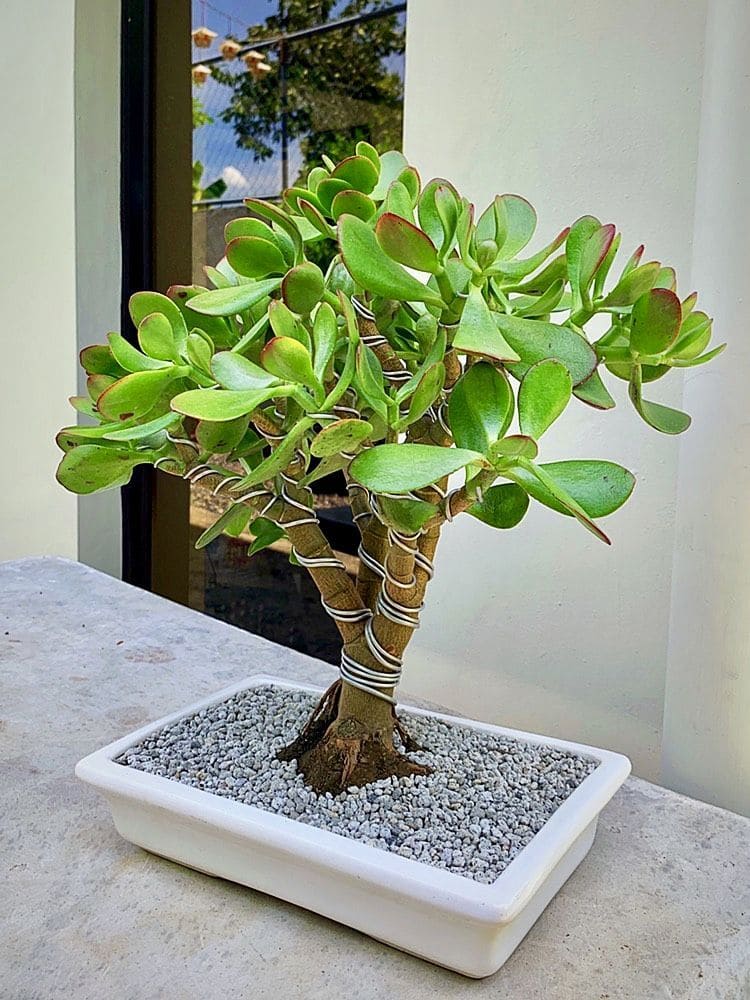 10 Fascinating Things You May Not Know About Jade Plants