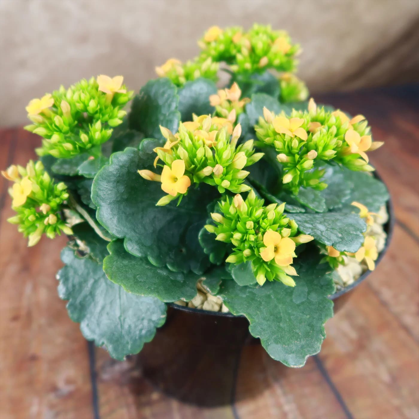 10 Succulent Plants With Star-Shaped Flowers