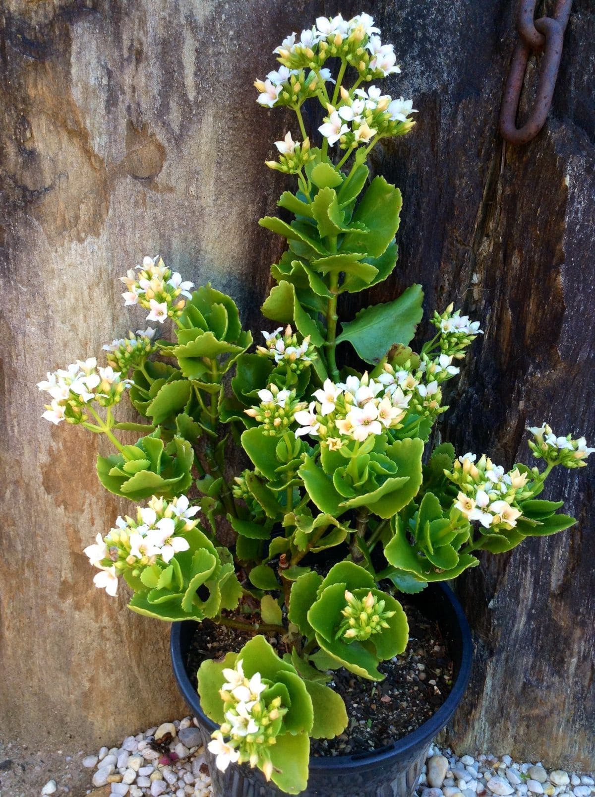 10 Succulents That Beautifully Bloom in Shade