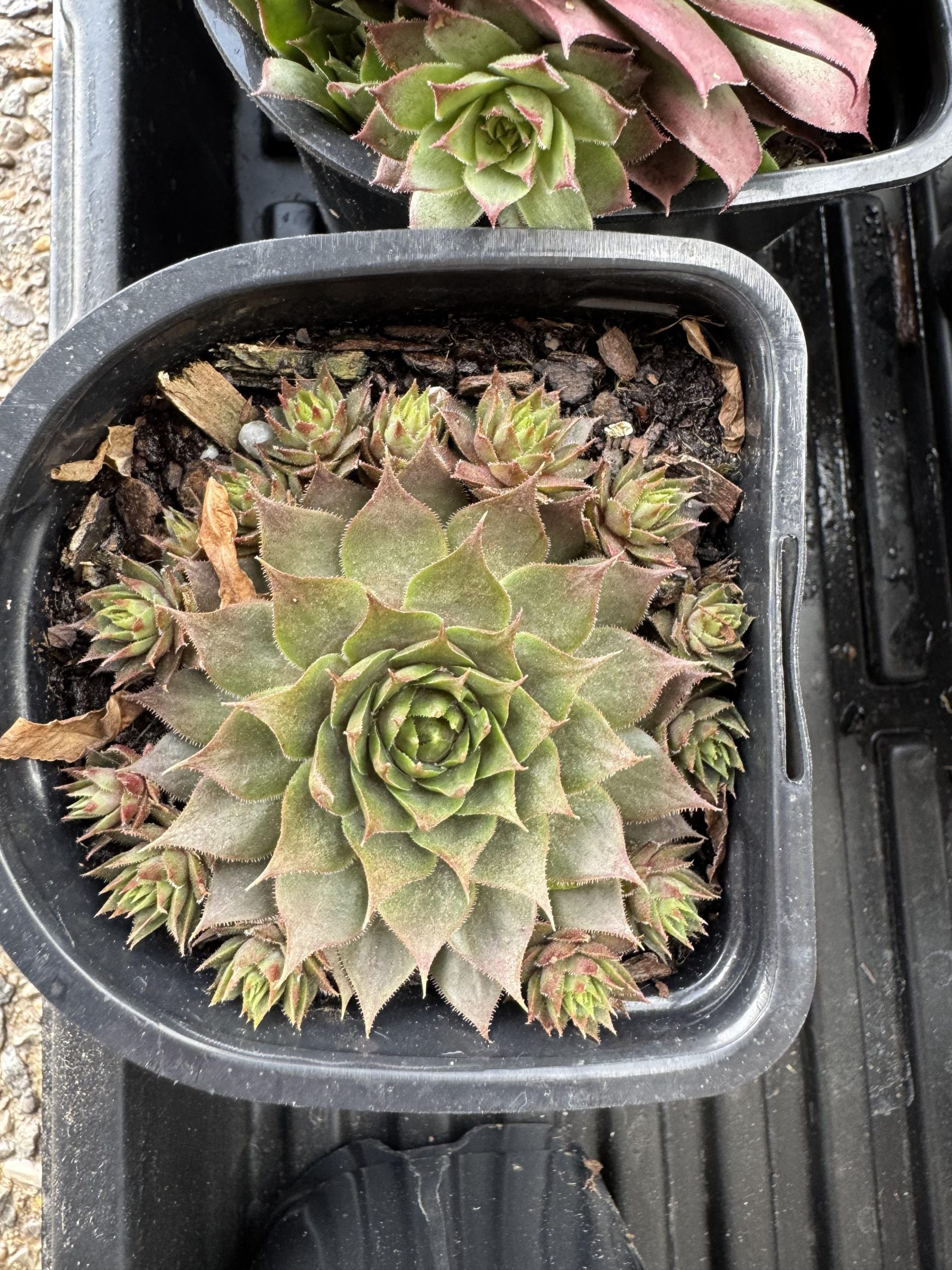 9 Secrets to Force Your Sempervivum to Produce More Pups