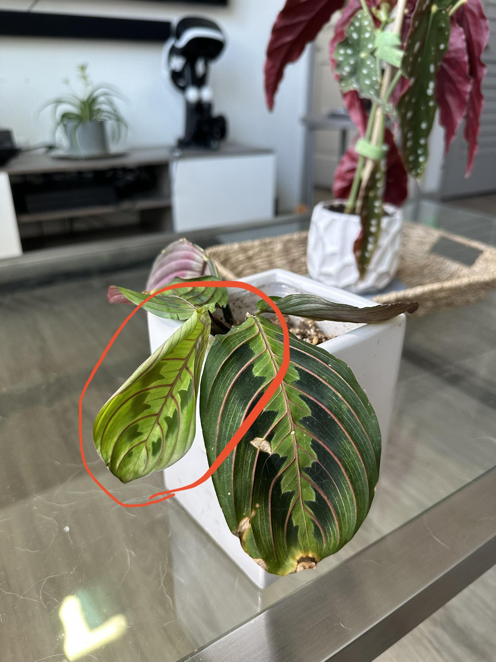 10 Tips to Grow a Gorgeous Prayer Plant Like a Pro