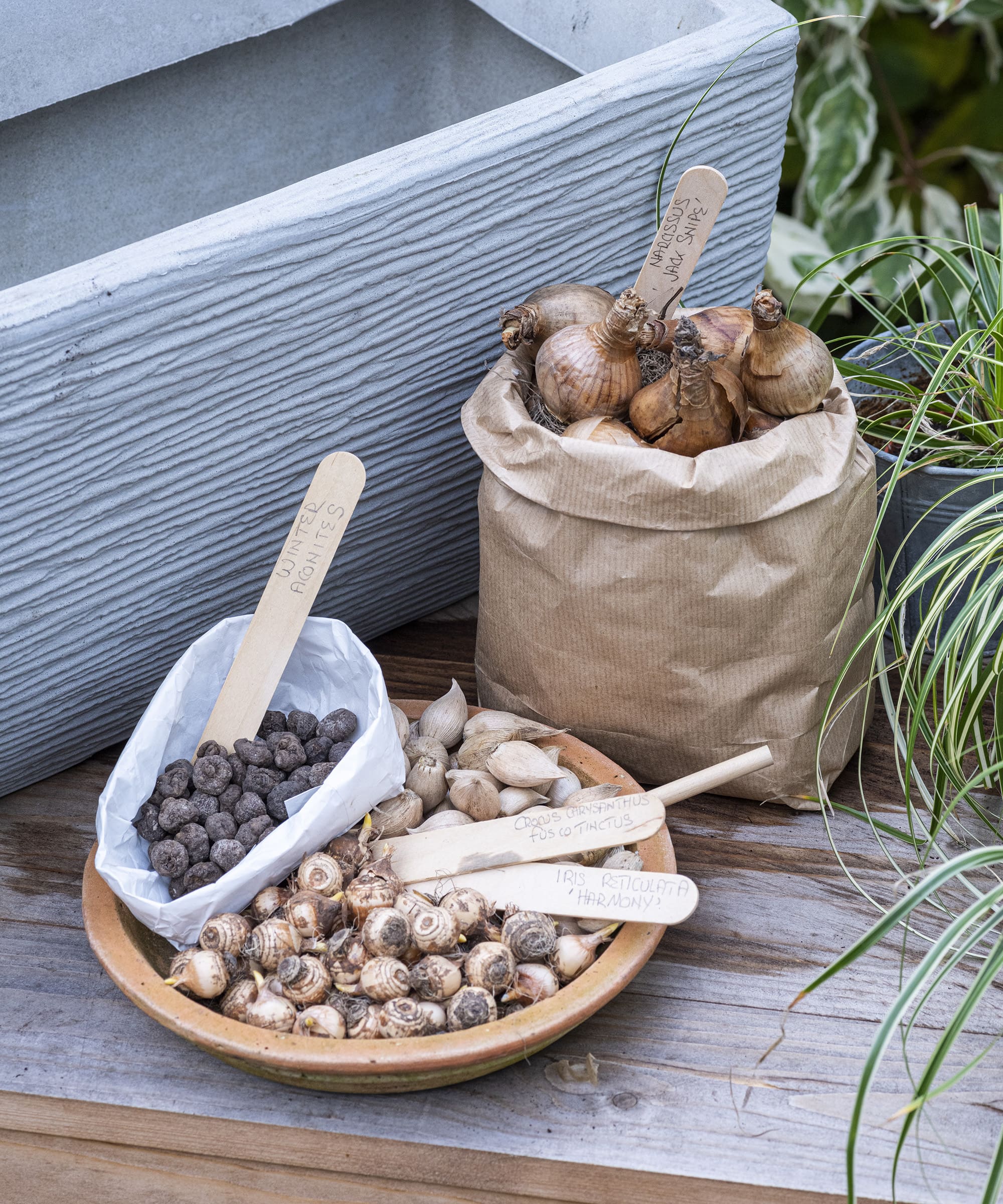 Do’s and Don’ts of Lasagne Planting Bulb Lovers Must Know