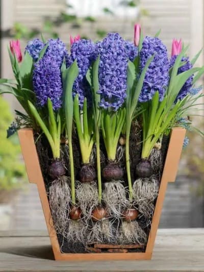 Do’s and Don’ts of Lasagne Planting Bulb Lovers Must Know