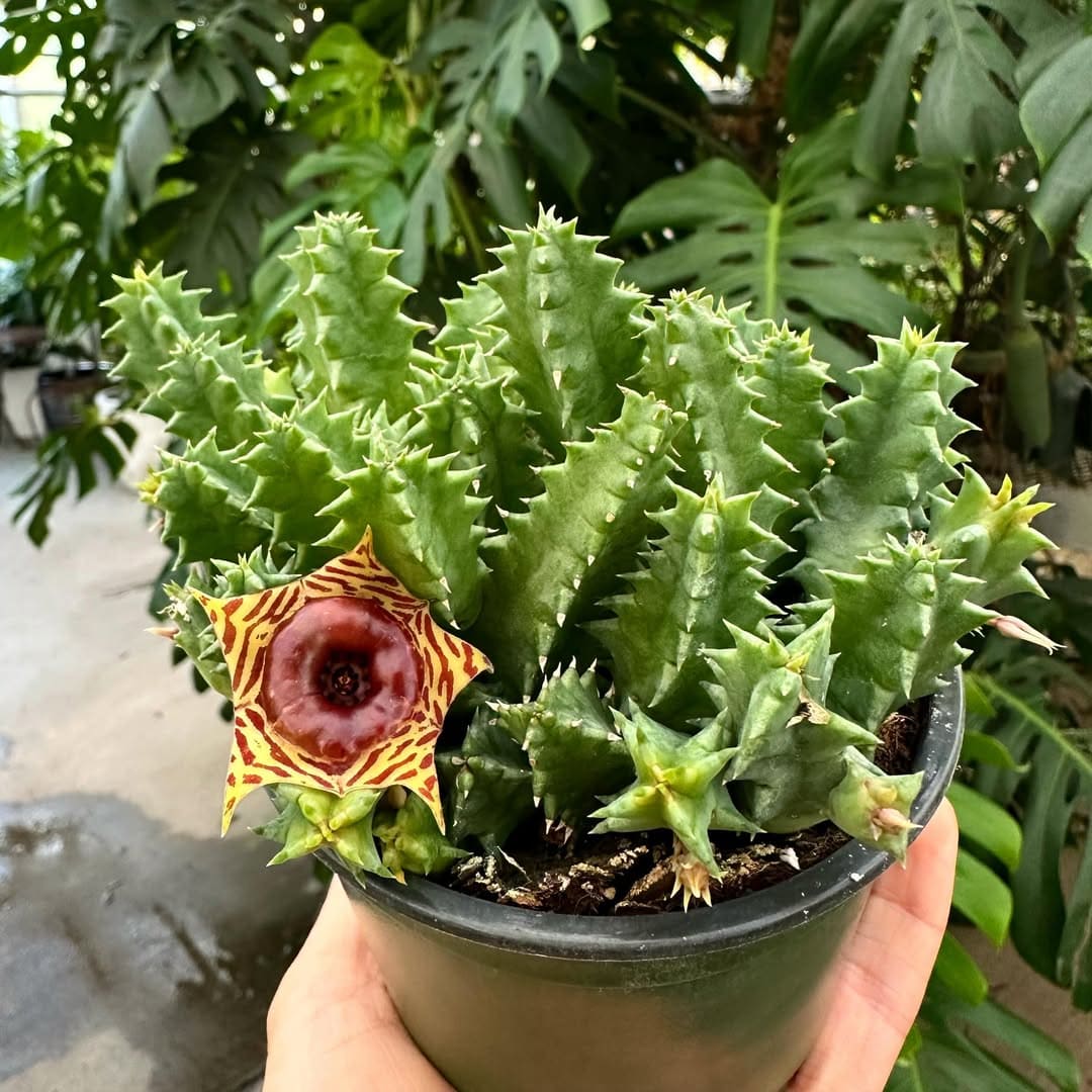 10 Succulent Plants With Star-Shaped Flowers