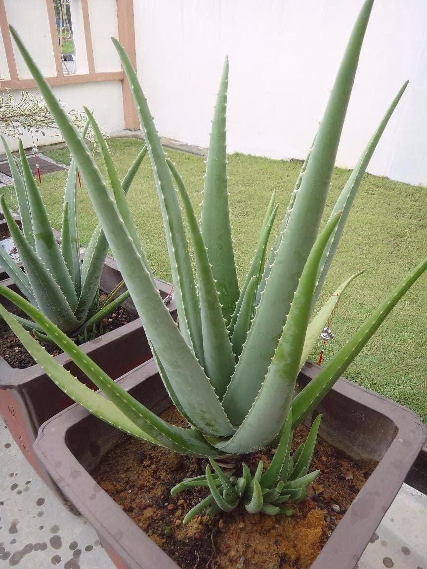 9 Steps to Make Your Aloe Vera Lush and Bushy