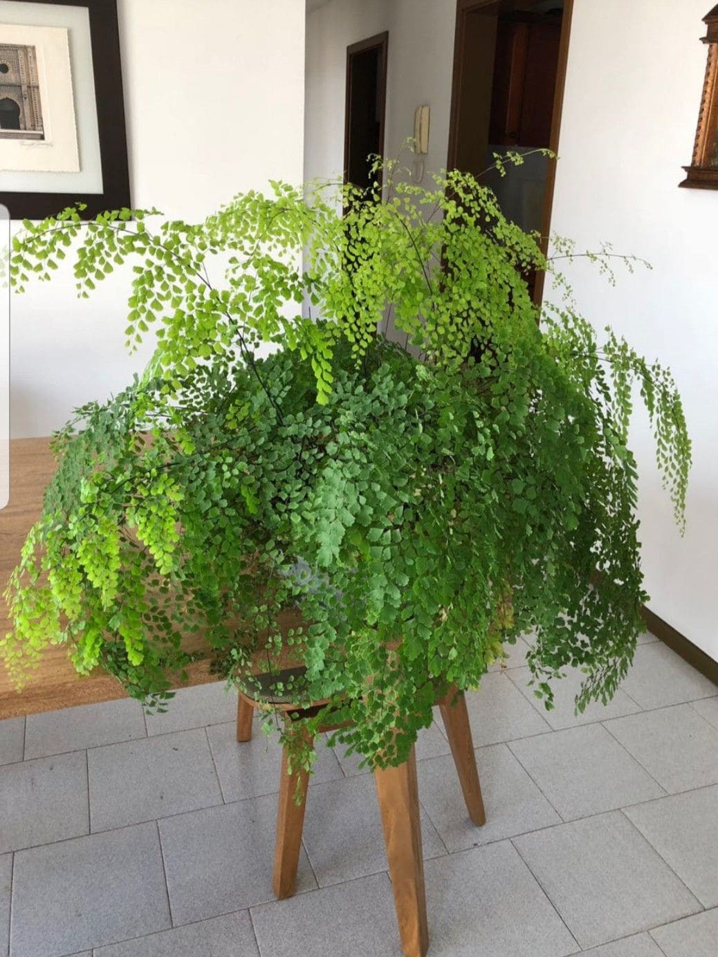 10 Indoor Plants You Should Never Grow in Front of Windows