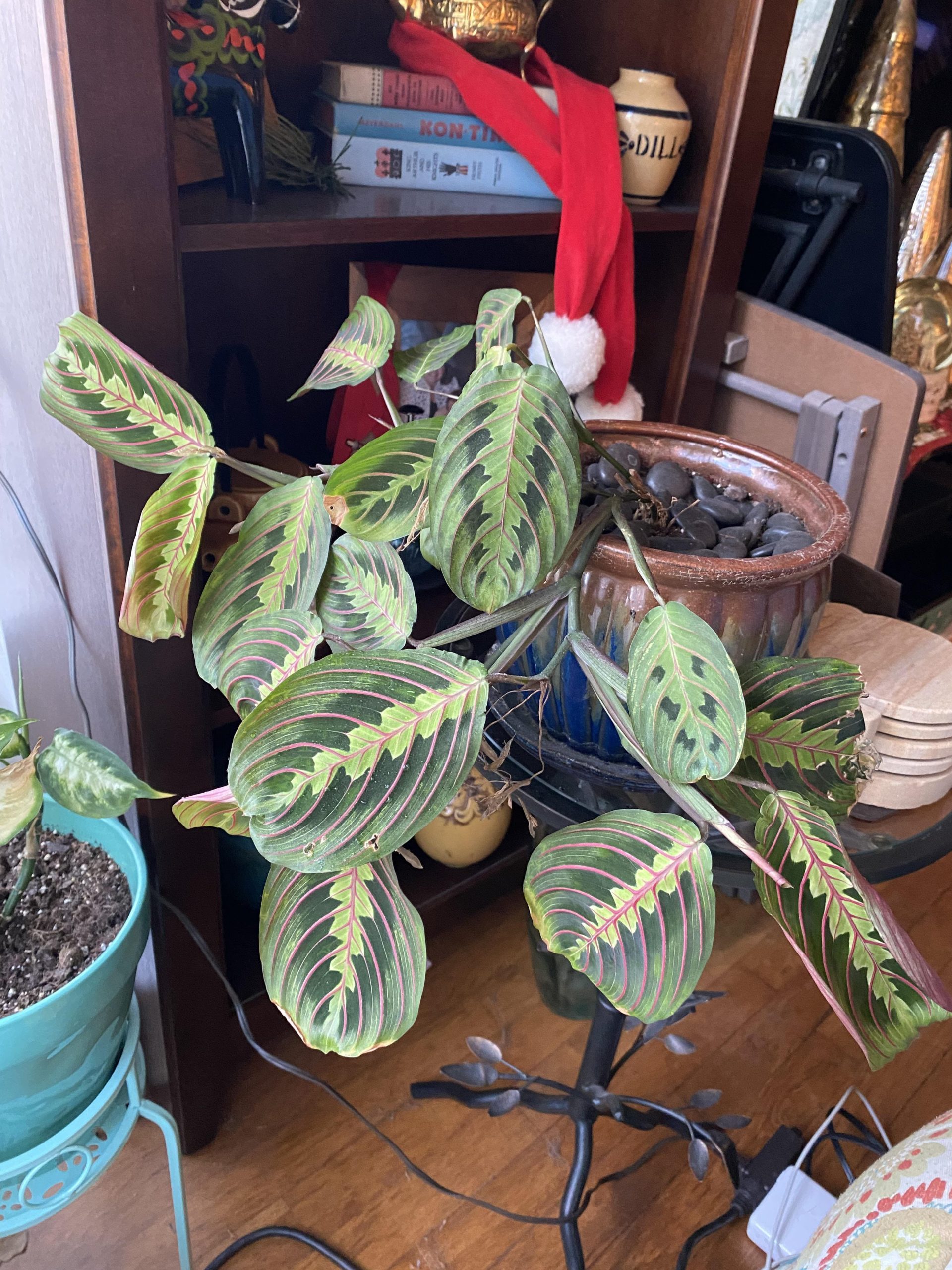 10 Tips to Grow a Gorgeous Prayer Plant Like a Pro