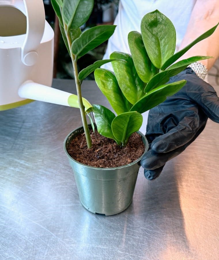 7 Tips to Make Your ZZ Plant Multiply in the Same Pot