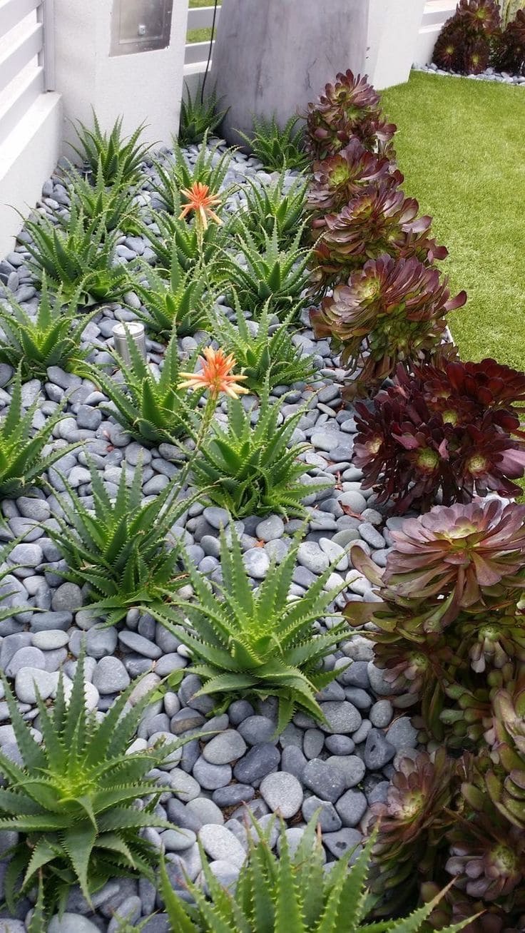 Why Your Aloe Vera Isn’t Flowering And How to Fix It