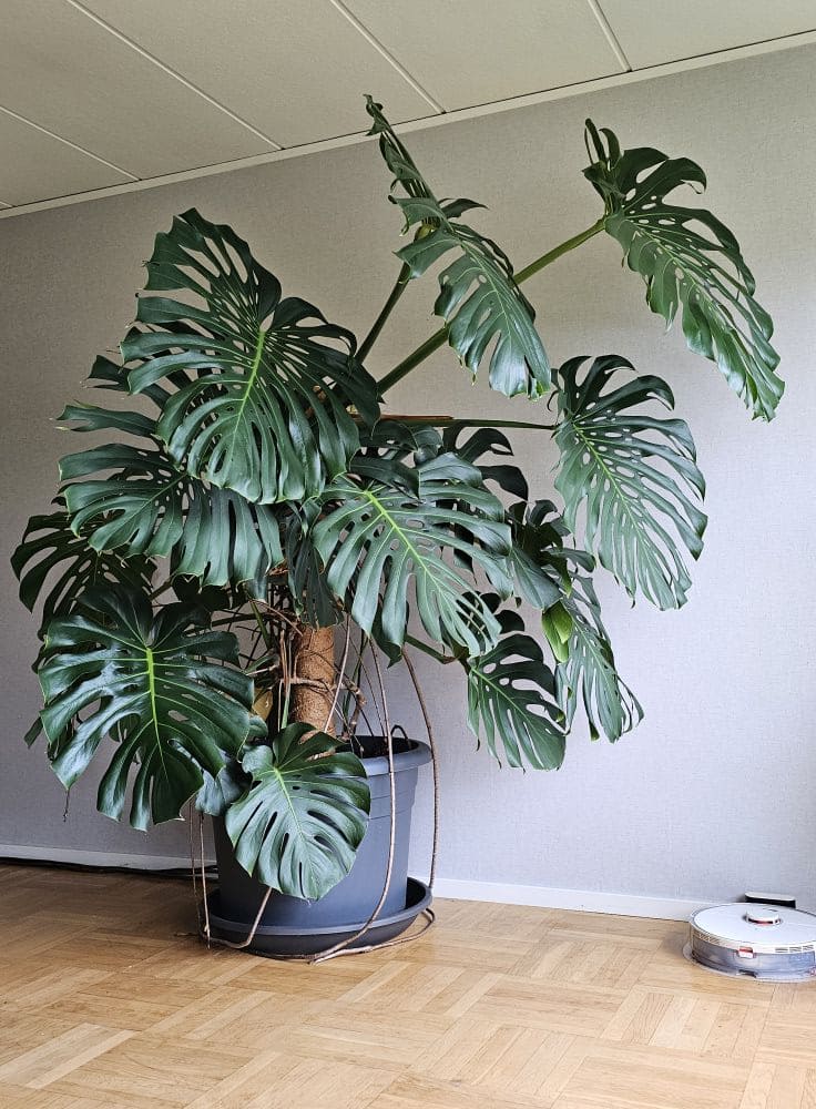 10 Soil Secrets for Growing Monstera With The Biggest Leaves