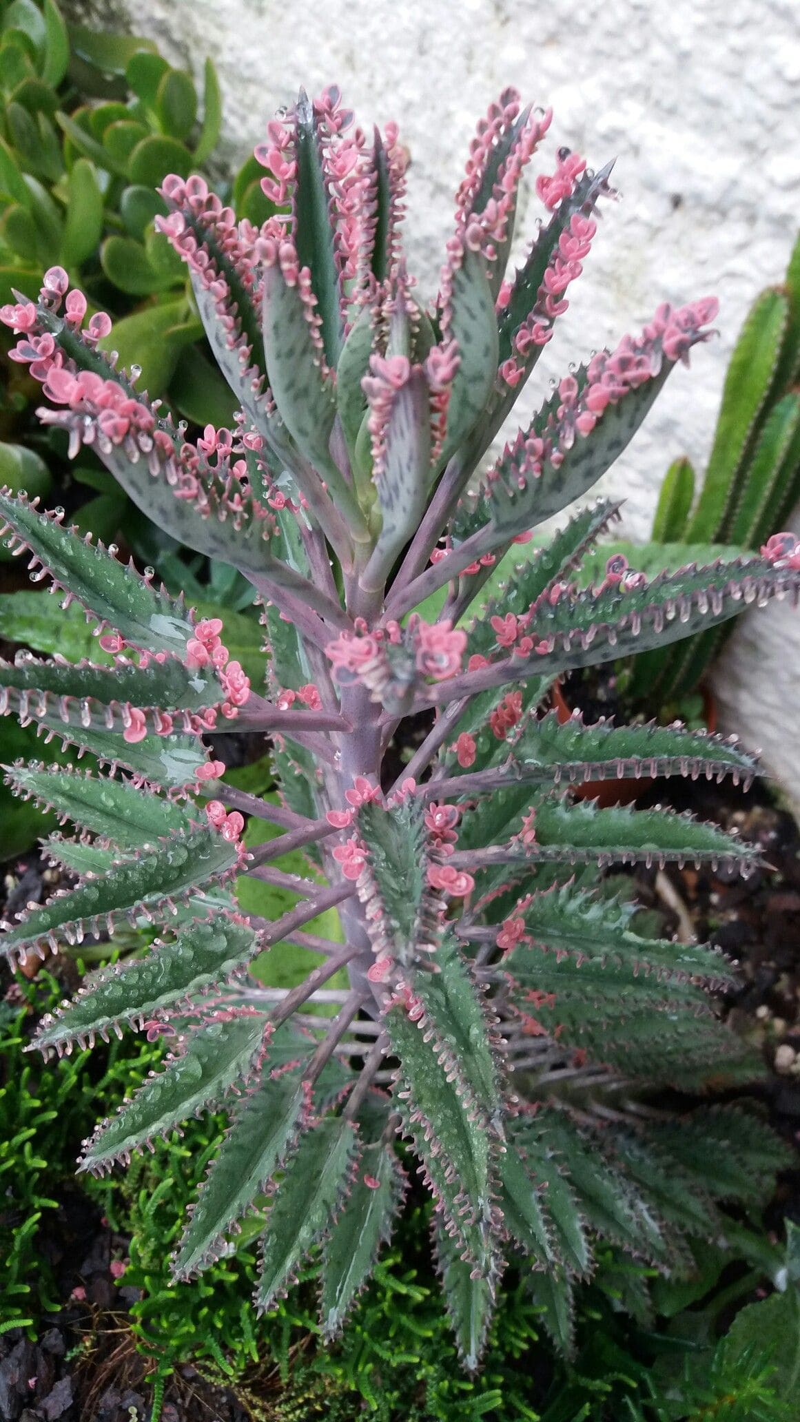 10 Succulents That Beautifully Bloom in Shade