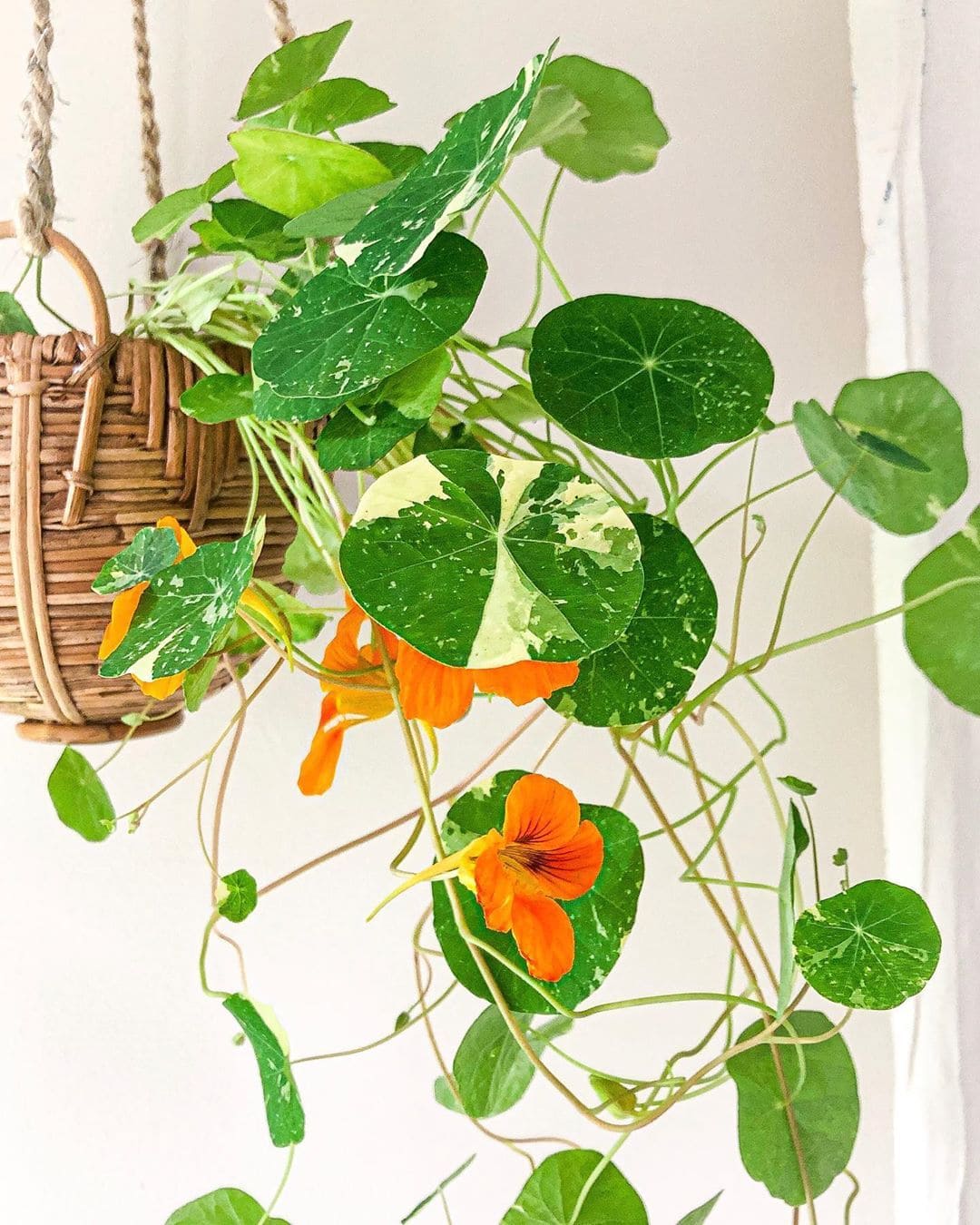 10 Beautiful Round-Leaf Houseplants to Brighten Your Home