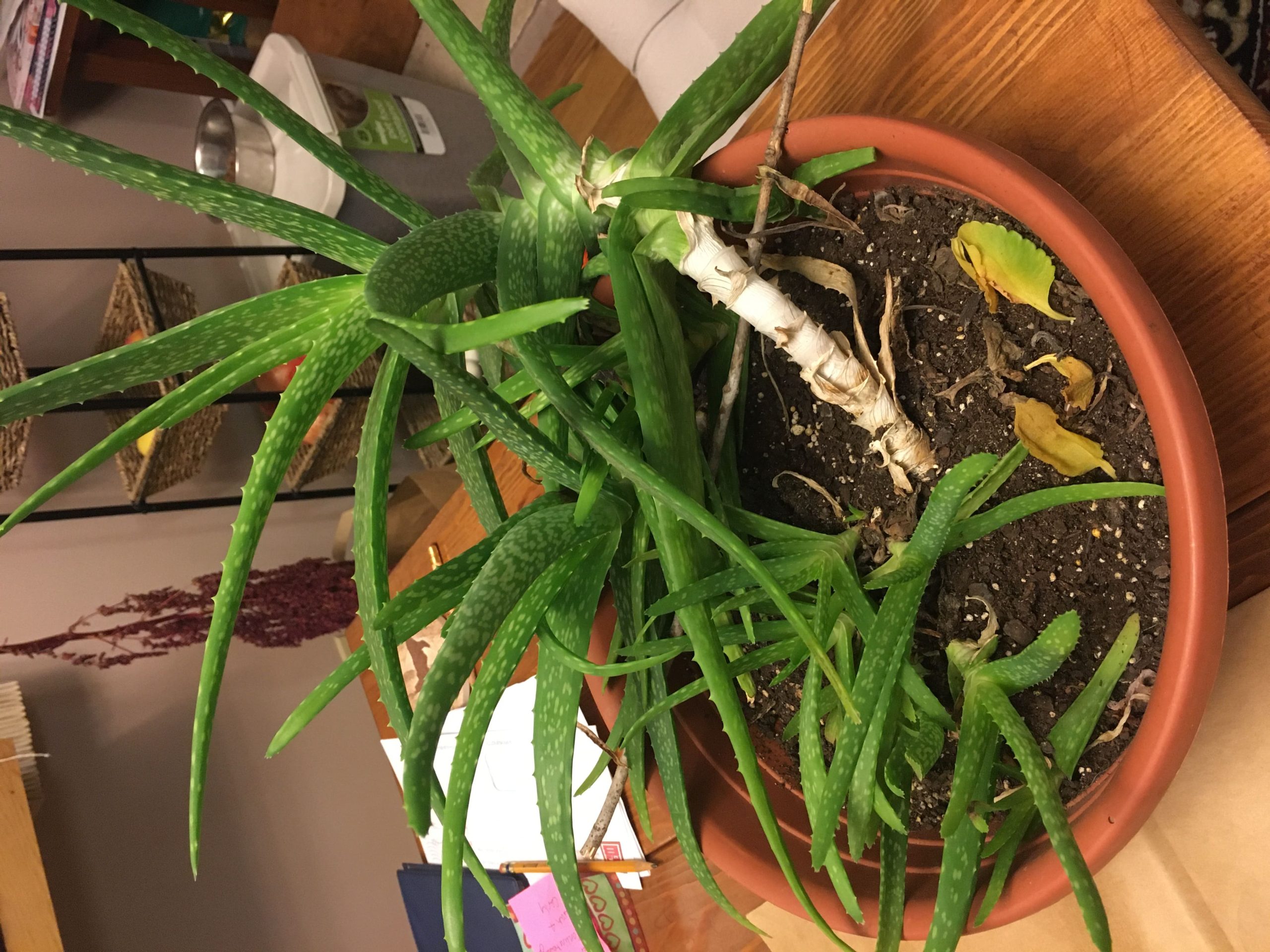 9 Steps to Make Your Aloe Vera Lush and Bushy