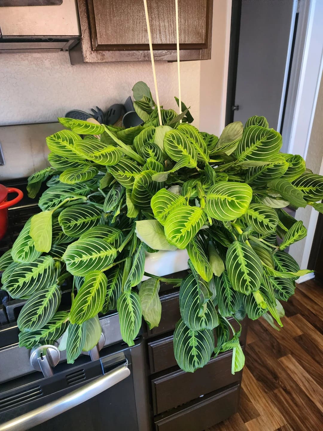 10 Tips to Grow a Gorgeous Prayer Plant Like a Pro