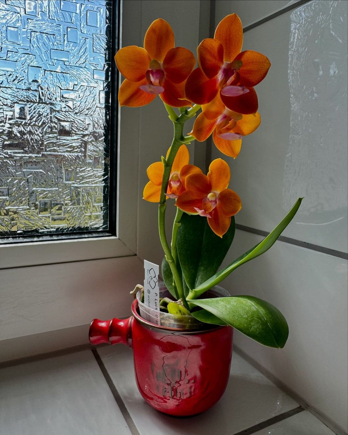 8 Best Orchid Colors and Their Meanings