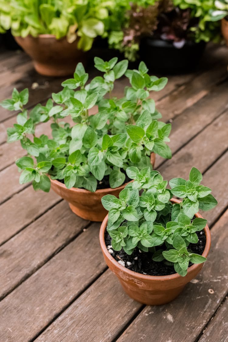 10 Plants You Should Never Treat with Neem Oil
