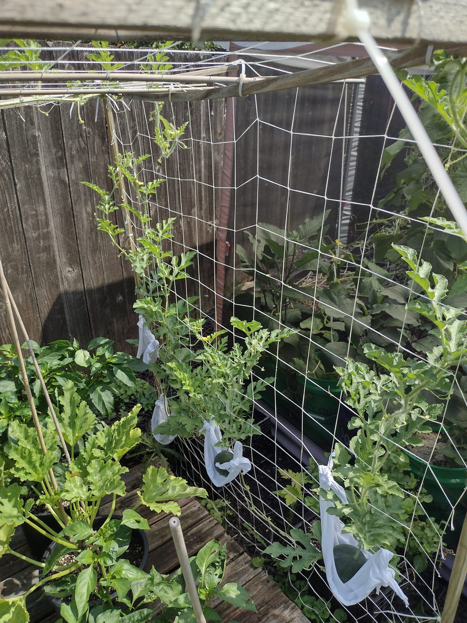 Overhead Net Watermelon Trellis