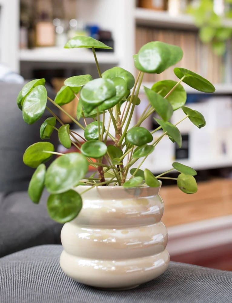 10 Beautiful Round-Leaf Houseplants to Brighten Your Home