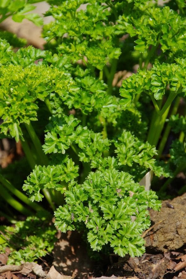 10 Plants You Should Never Treat with Neem Oil