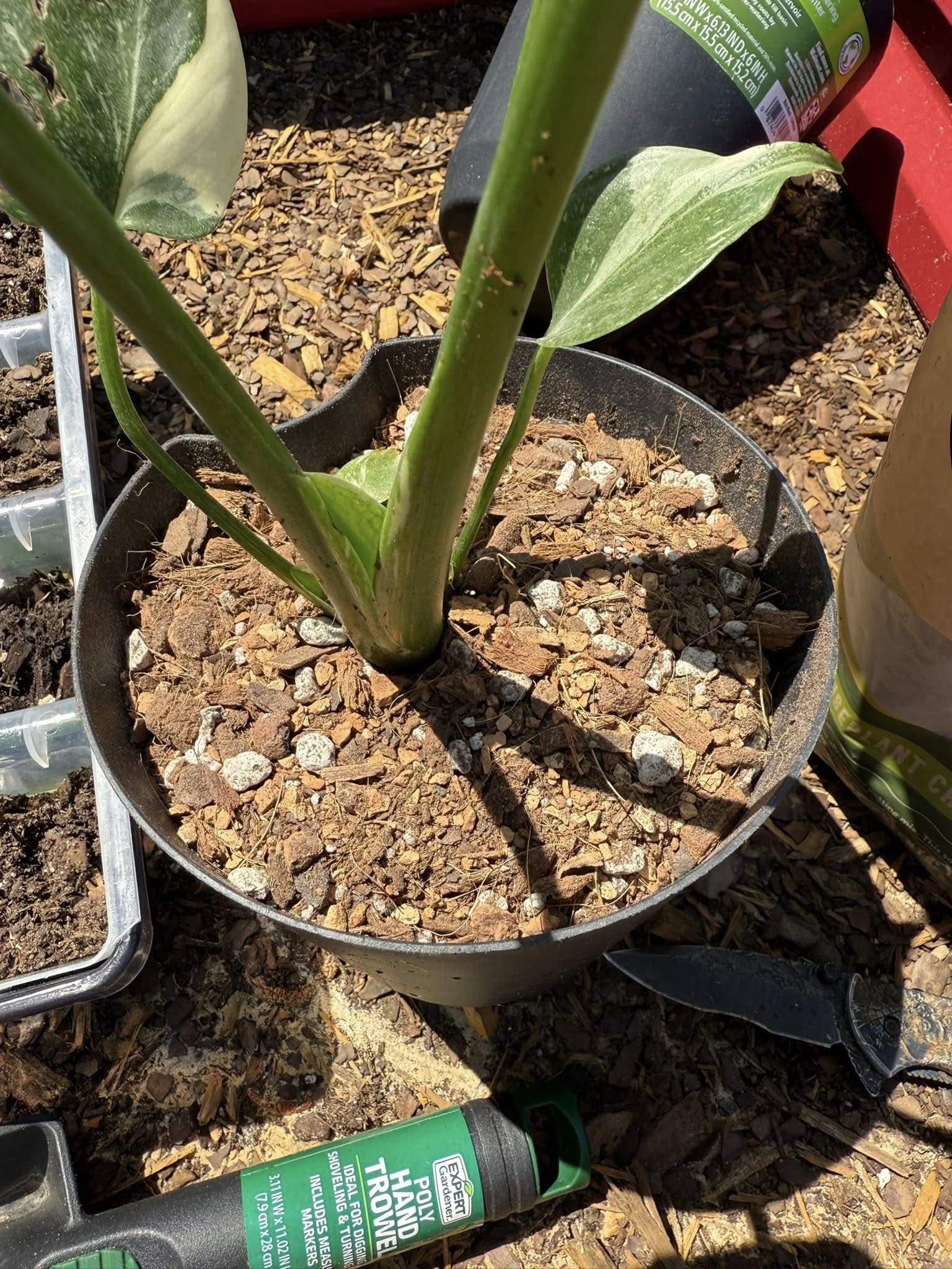 10 Soil Secrets for Growing Monstera With The Biggest Leaves