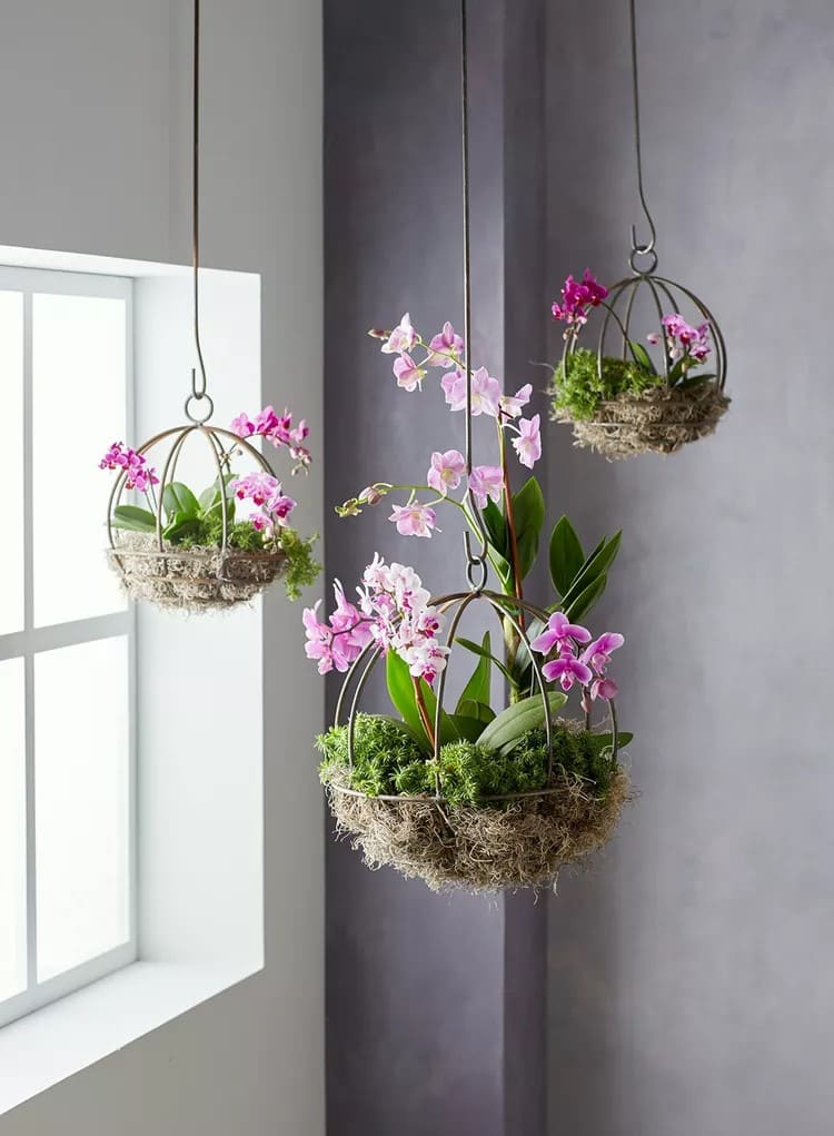 Phalaenopsis Orchid