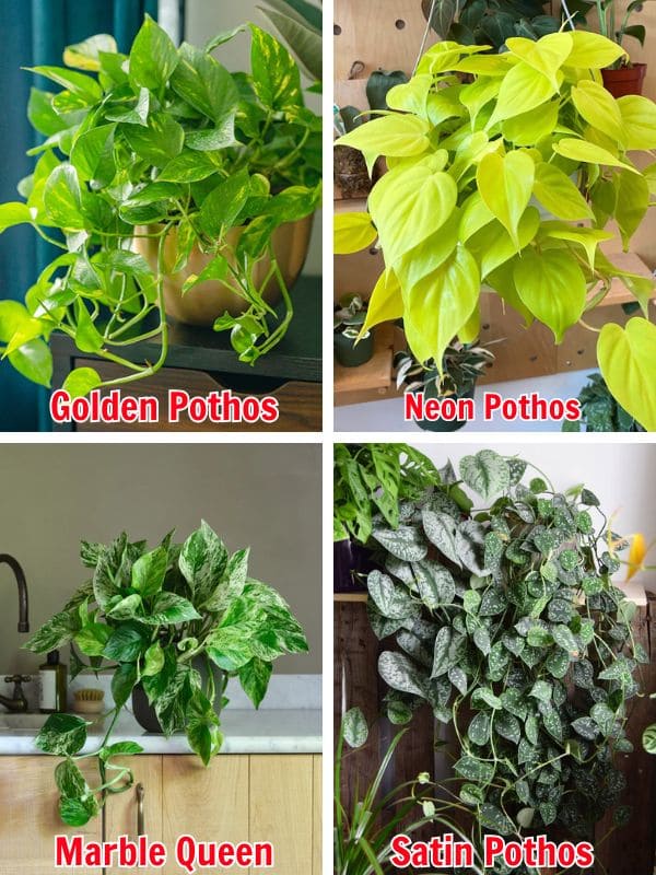 How to Grow a Gorgeous Pothos Curtain for Window