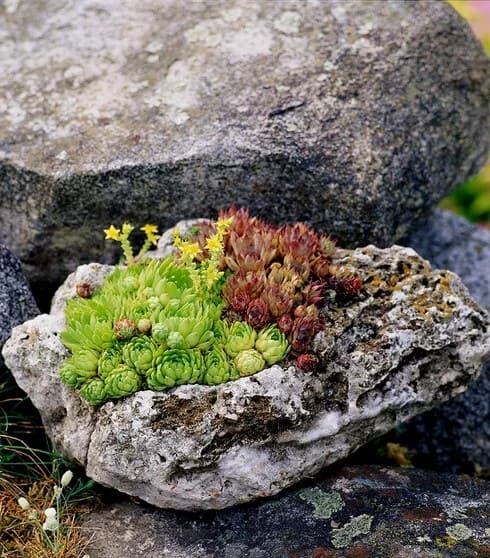 9 Secrets to Force Your Sempervivum to Produce More Pups