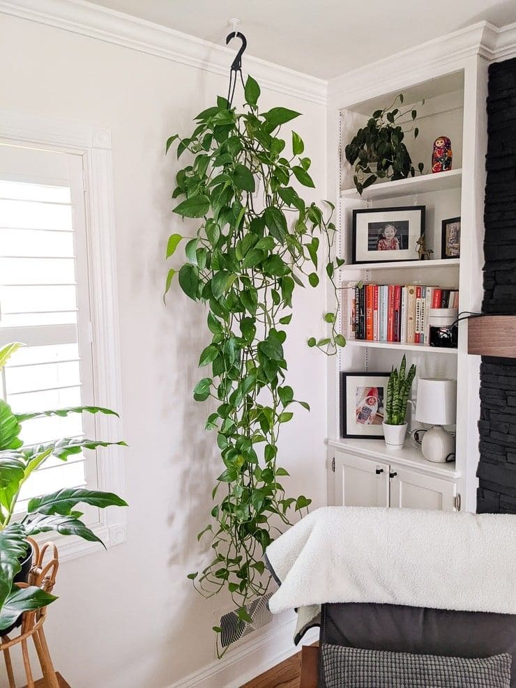 10 Indoor Plants You Should Never Grow in Front of Windows