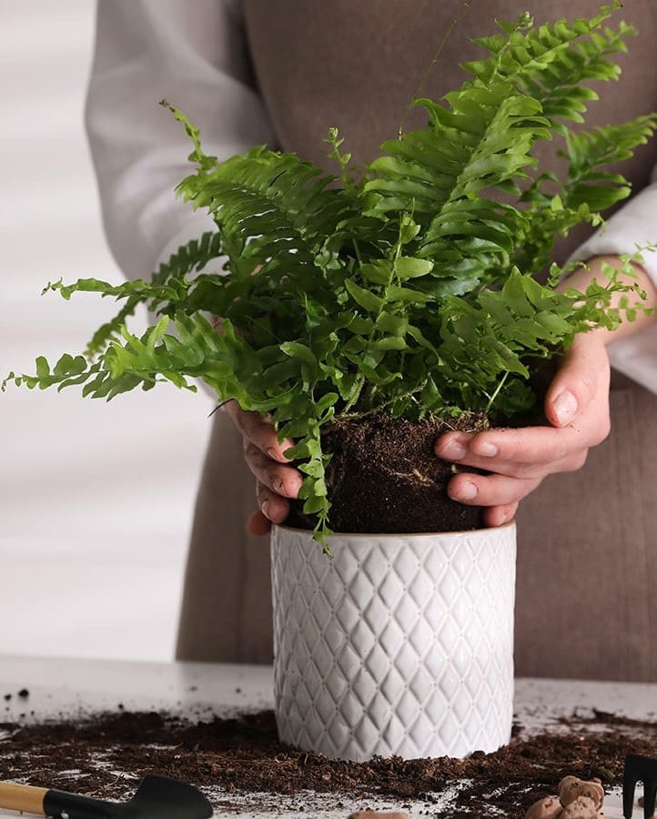 A Simple Guide to Growing Ferns in Water