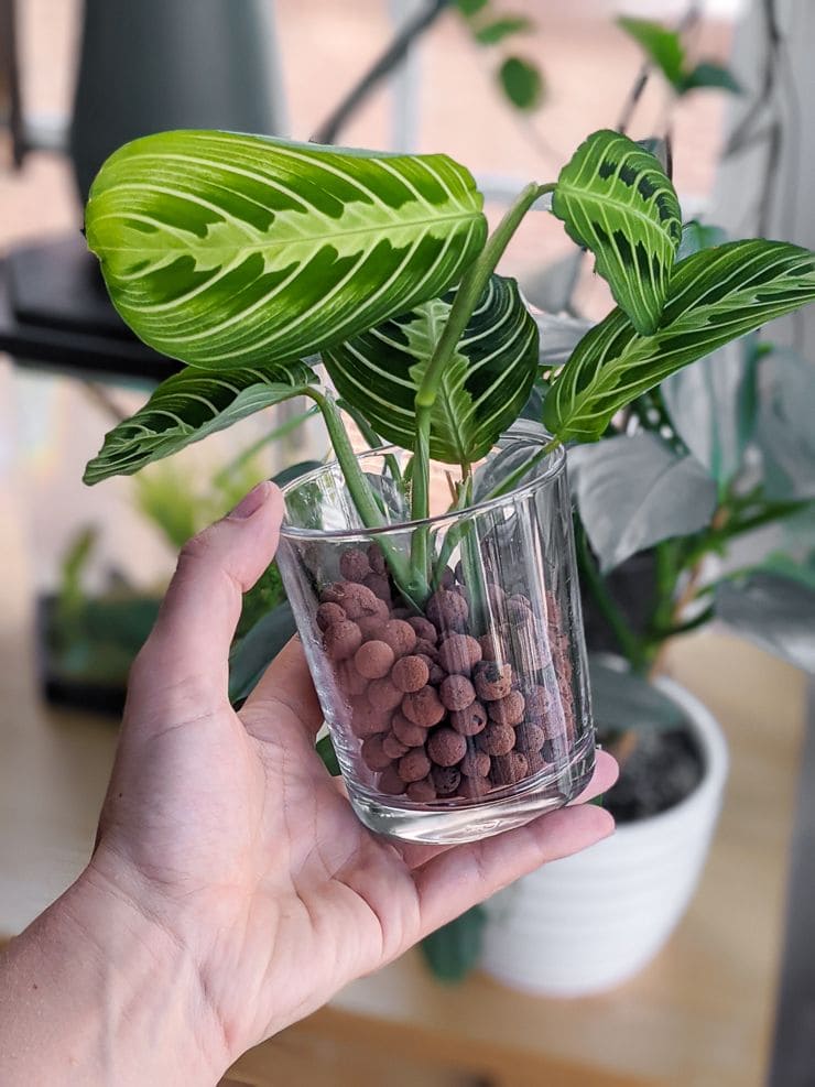 10 Tips to Grow a Gorgeous Prayer Plant Like a Pro