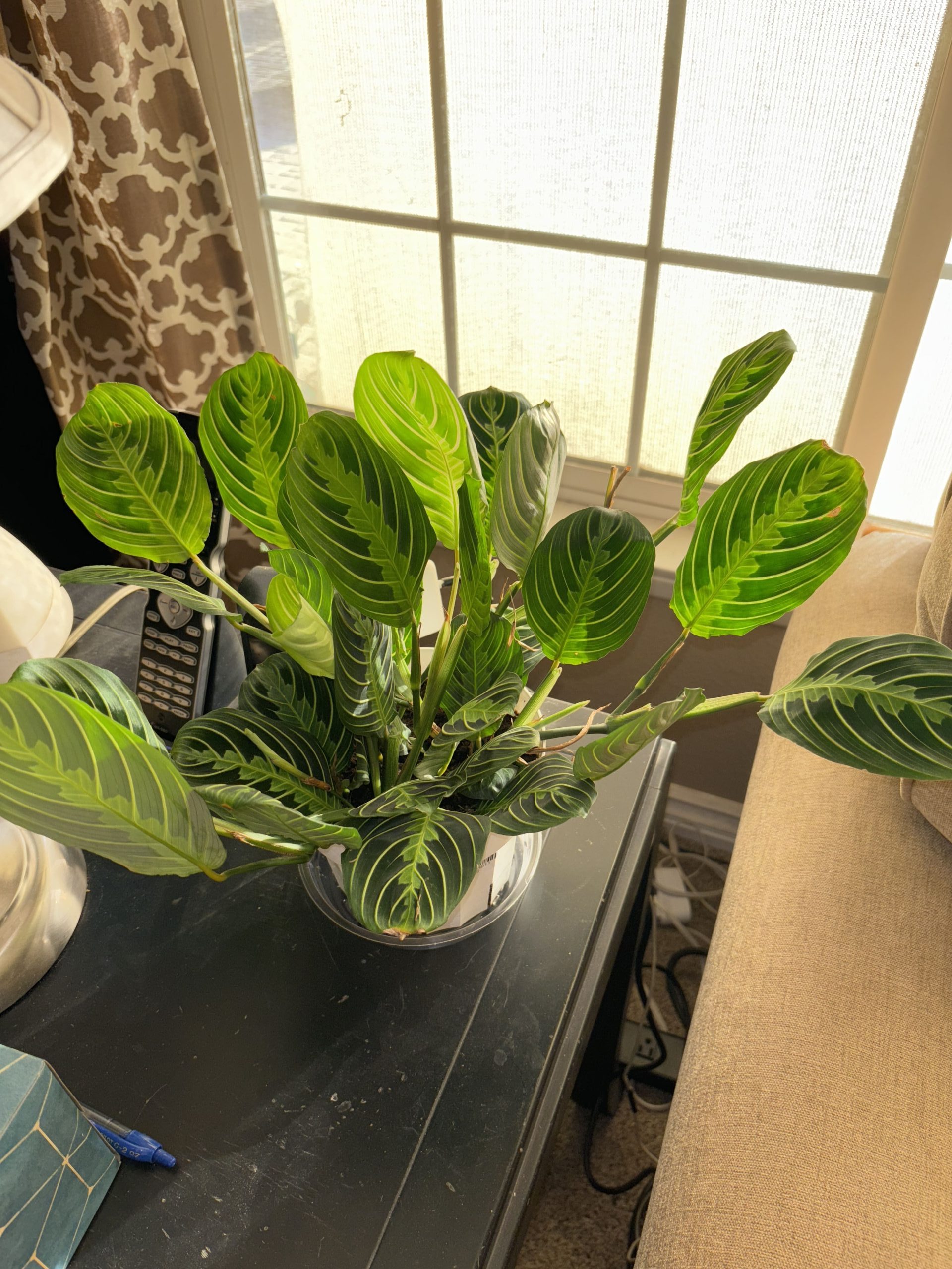 10 Tips to Grow a Gorgeous Prayer Plant Like a Pro