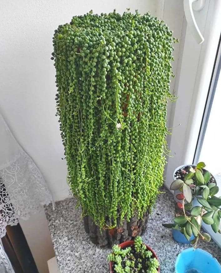10 Secrets to Growing Long, Cascading String of Pearls Vines