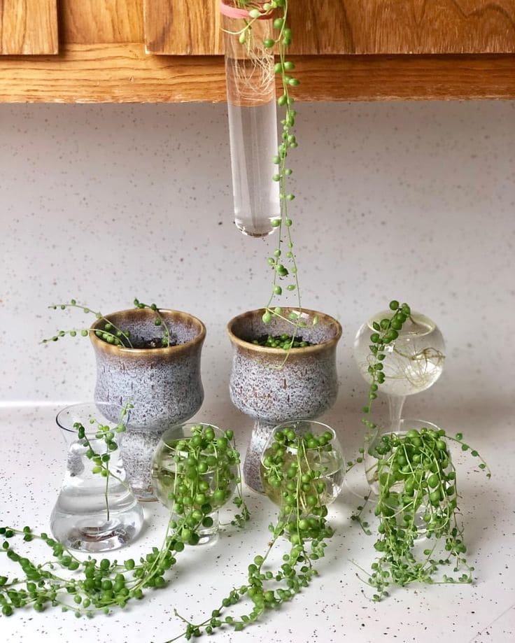 10 Secrets to Growing Long, Cascading String of Pearls Vines