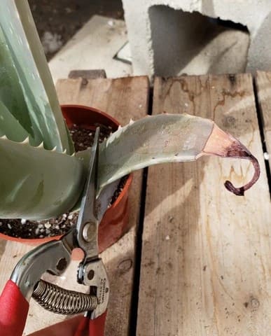 9 Steps to Make Your Aloe Vera Lush and Bushy