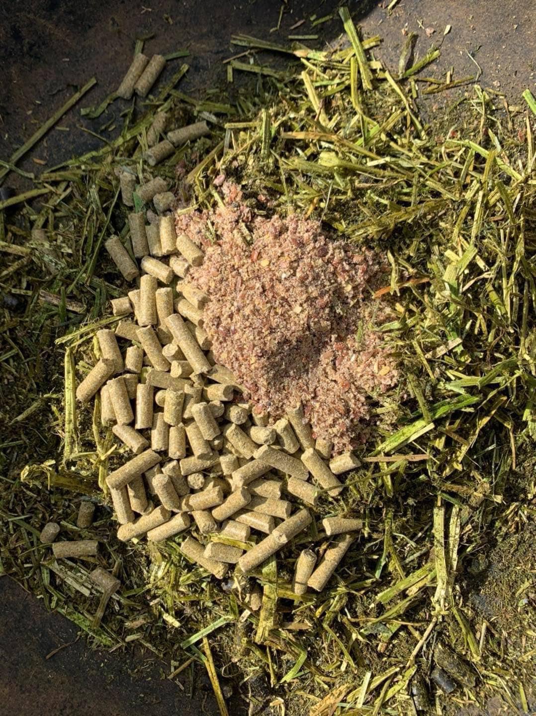 Why Rabbit Food Might Be the Garden Gold You’re Overlooking