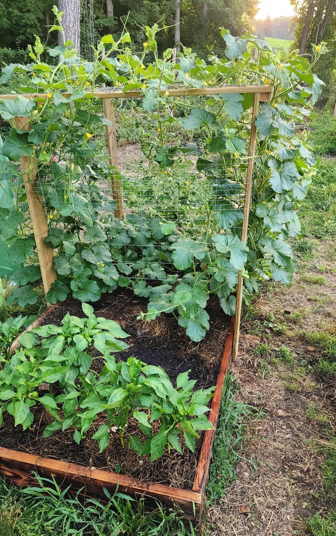 Raised Bed Watermelon Trellis