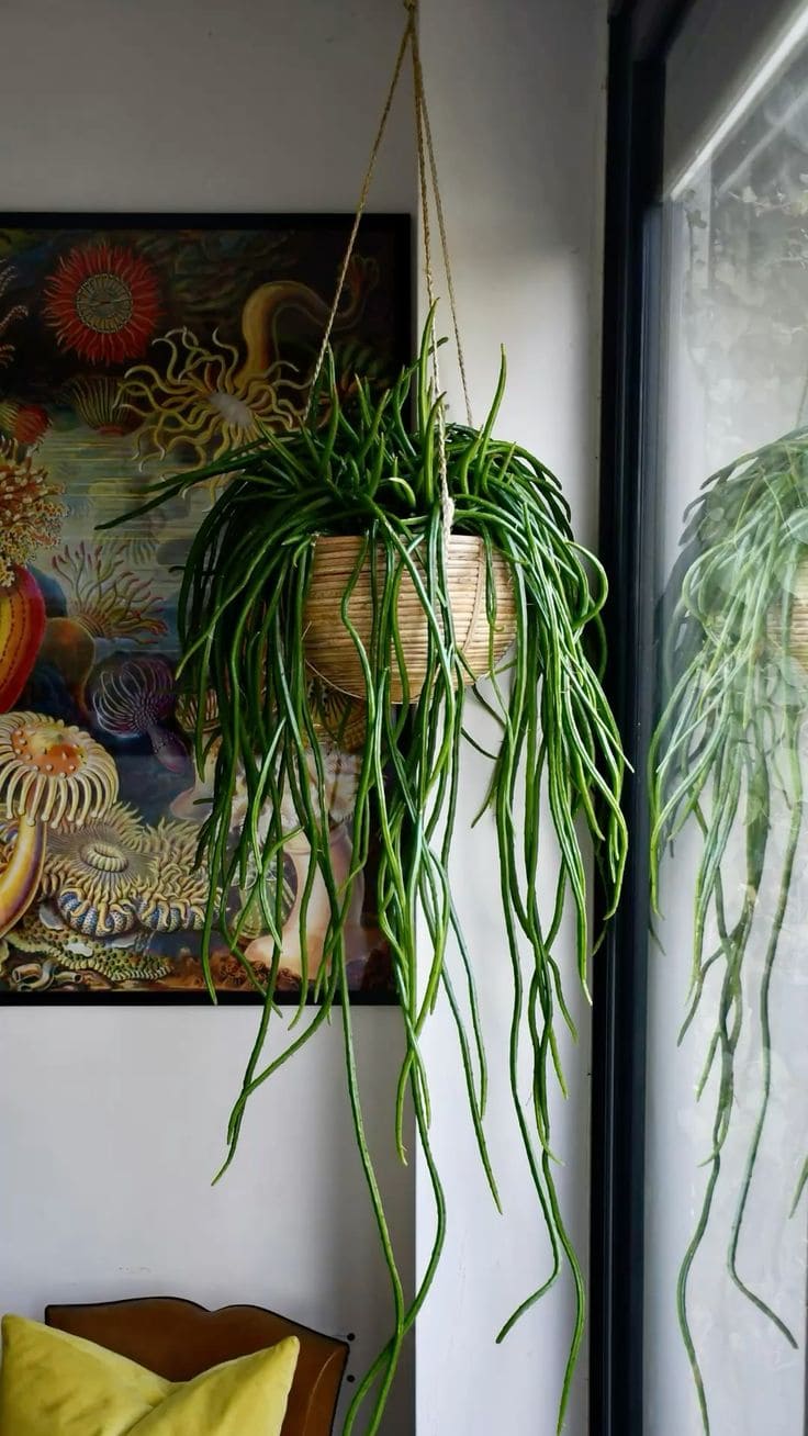 Rat Tail Cactus