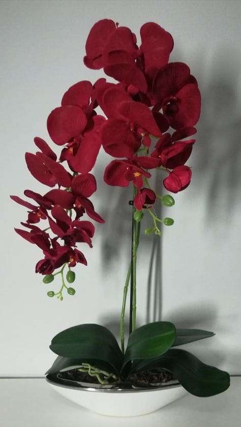 8 Best Orchid Colors and Their Meanings