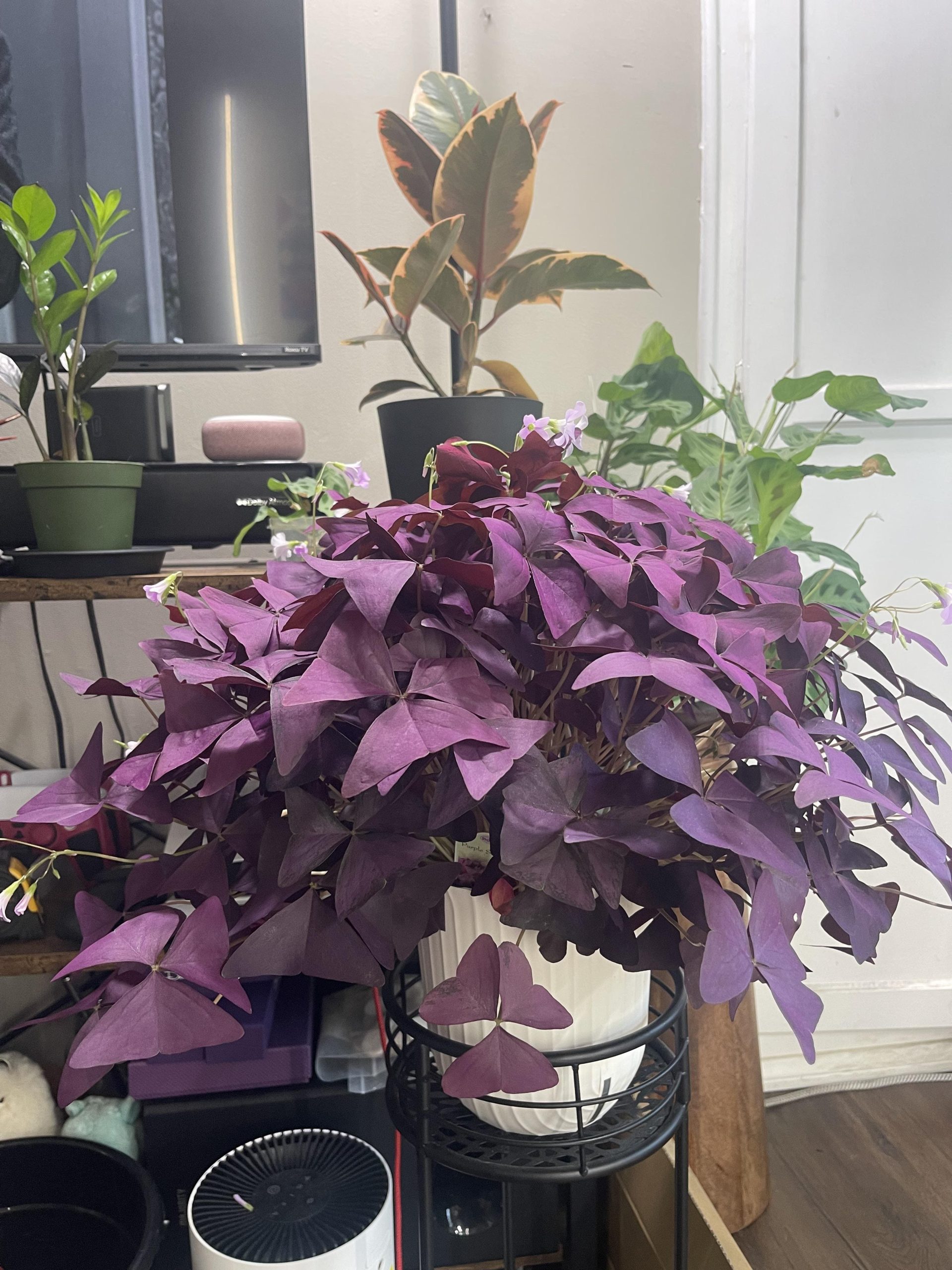 10 Secrets to Make Your Oxalis Bloom Like Crazy