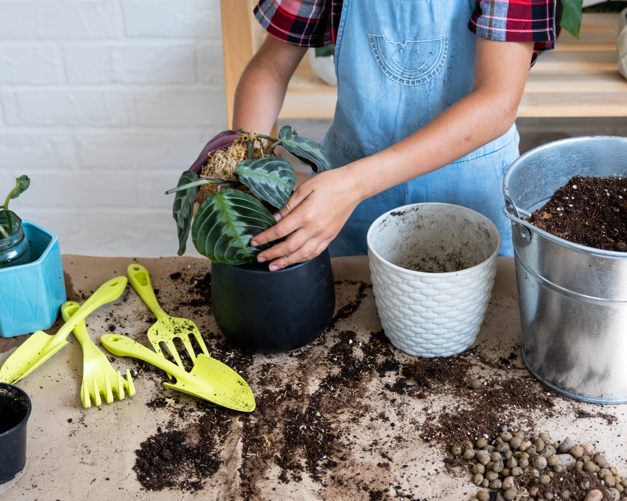 10 Tips to Grow a Gorgeous Prayer Plant Like a Pro